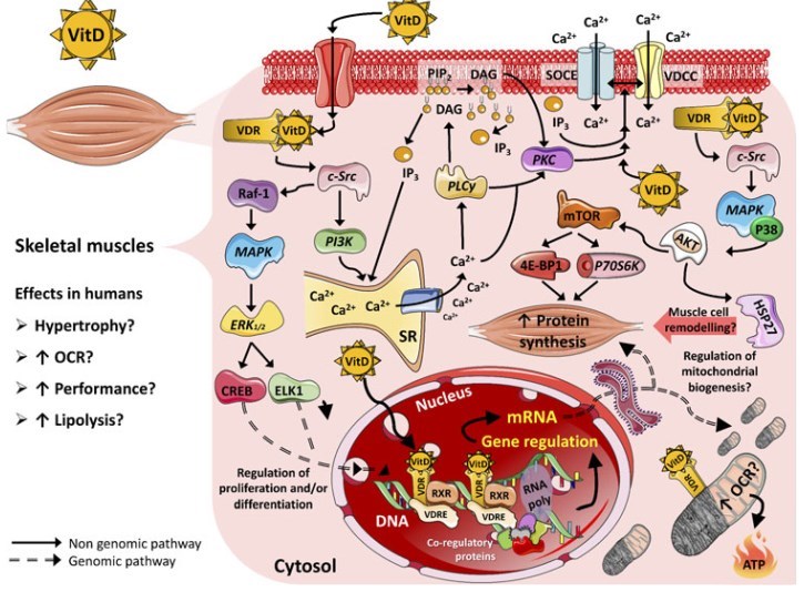 Tissue (muscle) and Vitamin D VDW10914